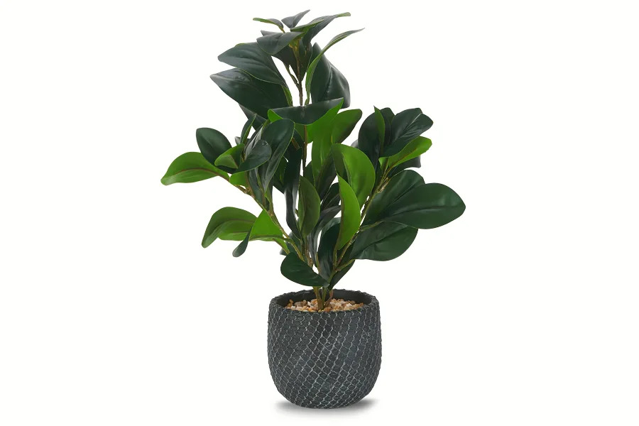 Plant after